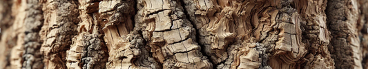 Close-up of cork oak texture with natural bark patterns and brown hues