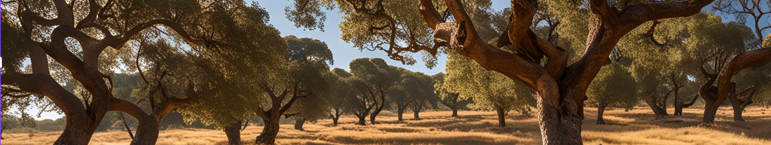 Cork oak trees in Portugal