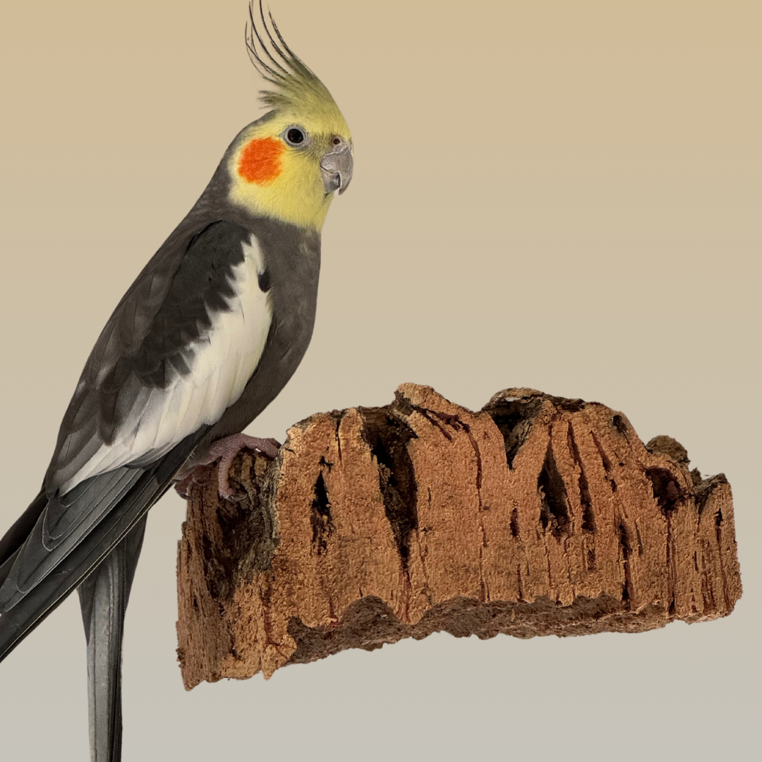 Big Bird Platform - Non-Toxic, Safe Natural Cork Bark Perch for Birds | Eco-Friendly and Durable - BirdsHome