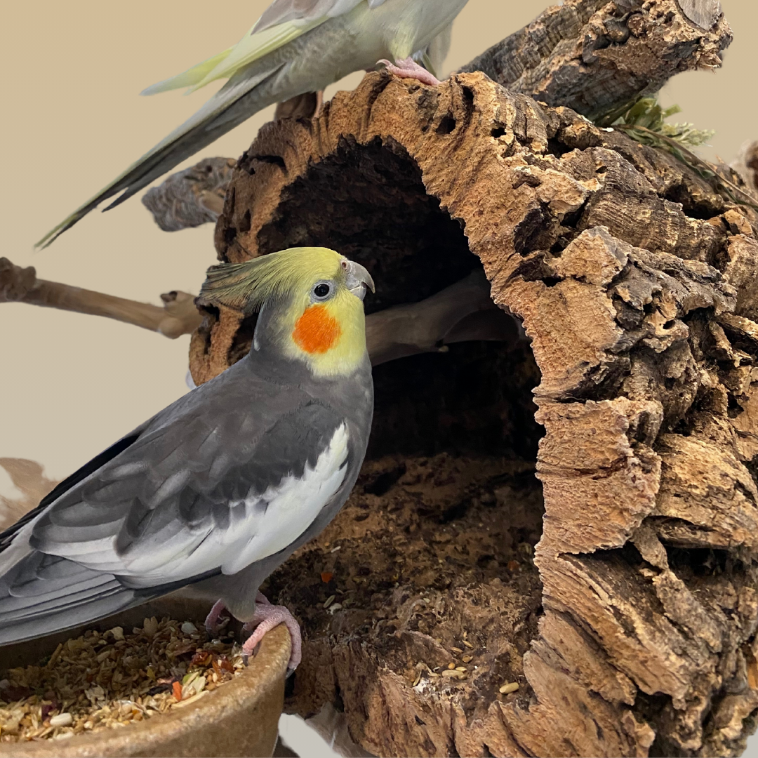 Cork Tunnel for Birds – Natural, Non-Toxic, and Eco-Friendly Entertainment - BirdsHome