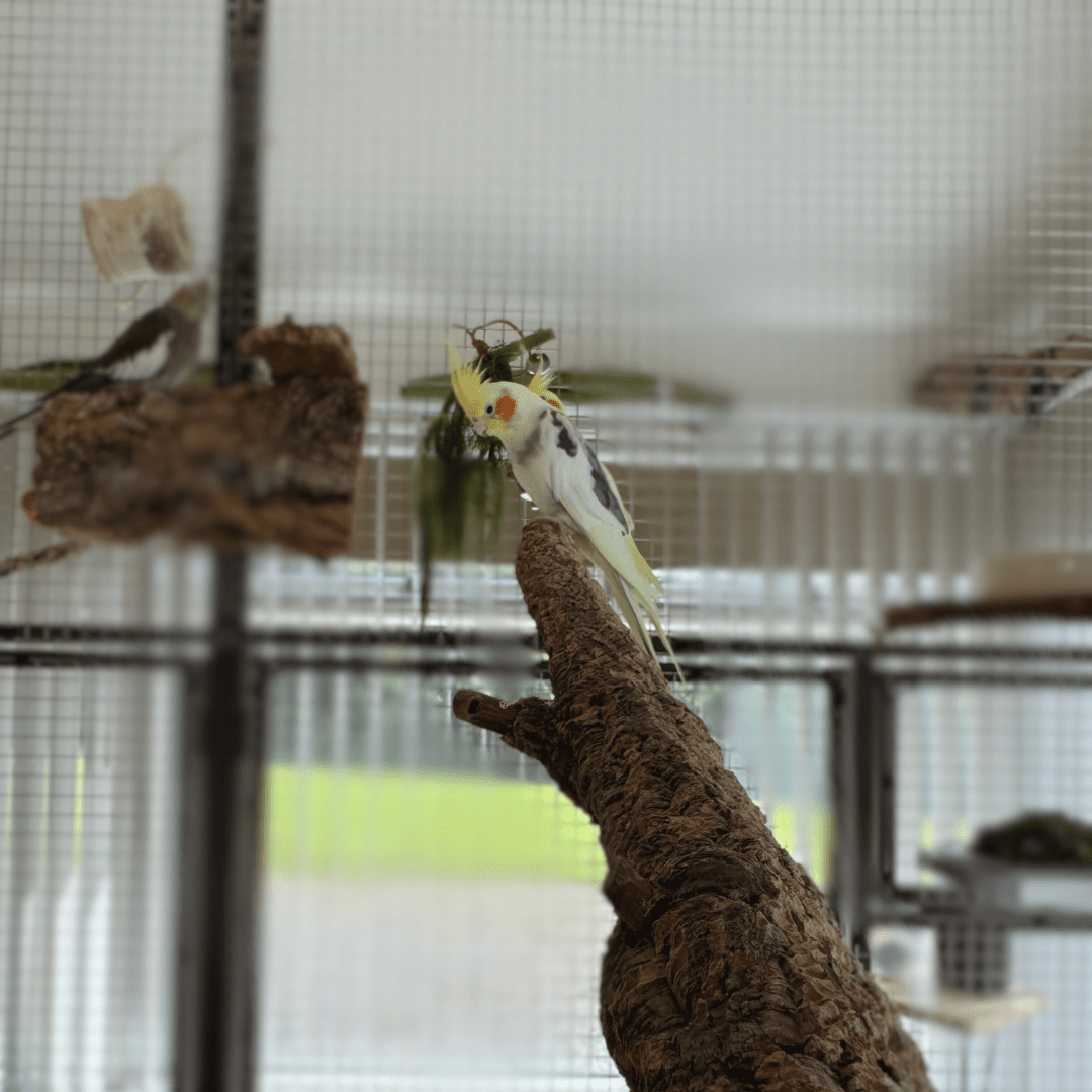 Long Cork Bark Branch | Natural & Safe for Birds - BirdsHome